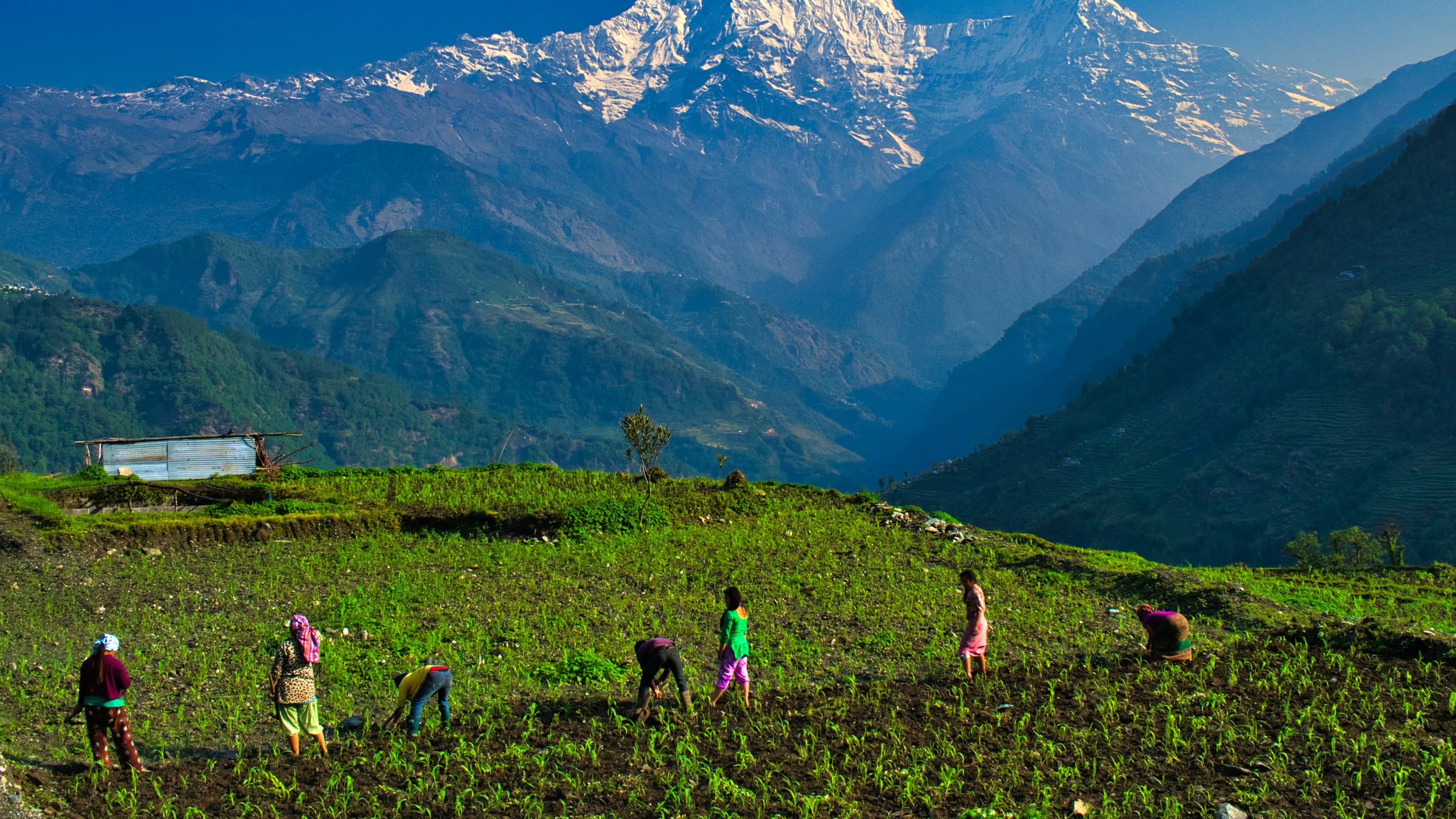Farmers working in the Himalayan fields